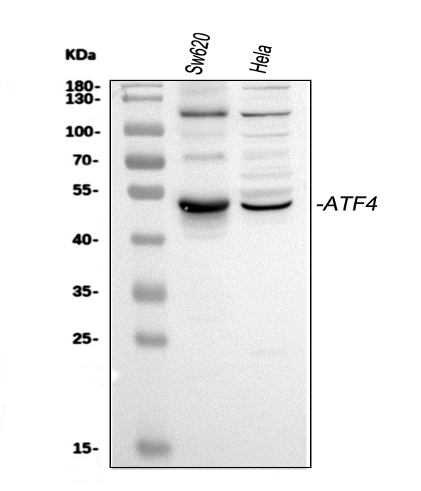 Western blot analysis of ATF4 using anti-ATF4 antibody (A00371-1).