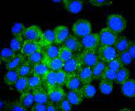 a00371 3 atf4 primary antiboties icc testing 2