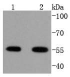 a00371 3 atf4 primary antiboties wb testing 1