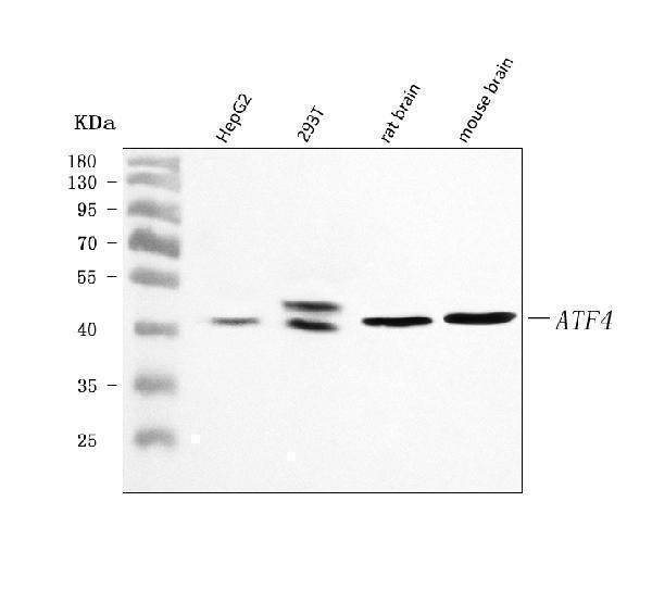 a00371 4 atf4 primary antibodies wb testing 1