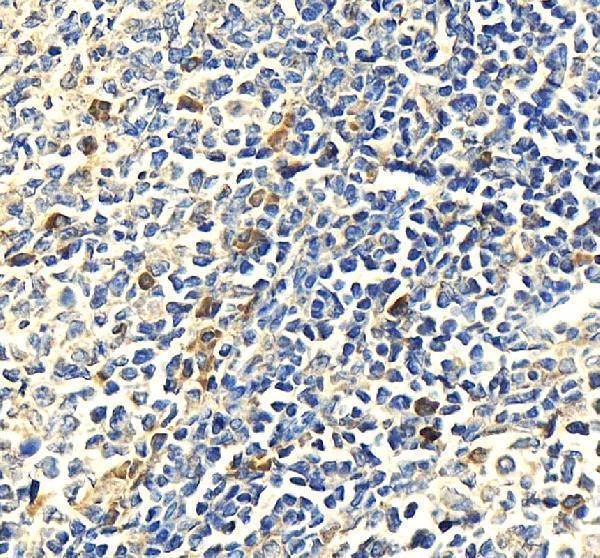 IHC analysis of MPO using anti-MPO antibody (A00372-1)