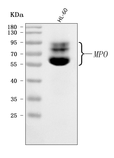  Western blot analysis of MPO using anti-MPO antibody (A00372-1)