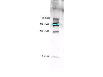 a00372 mpo primary antibodies wb testing 1