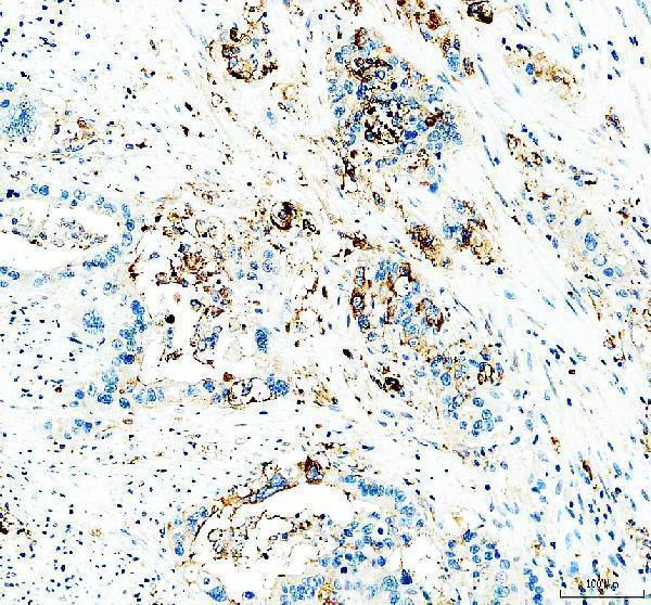 a00373 3 cd24 primary antibodies ihc testing 1