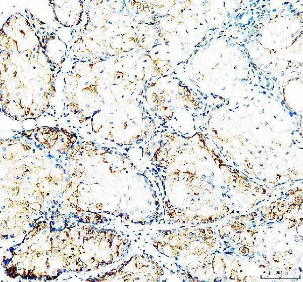 a00373 3 cd24 primary antibodies ihc testing 2