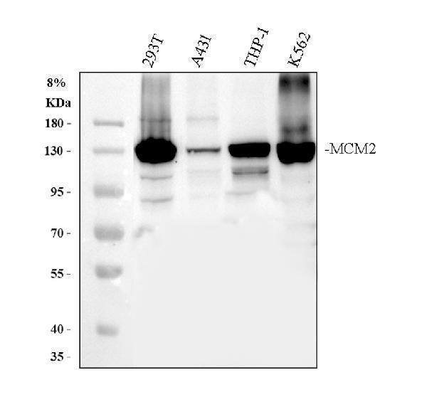 a00374 1 mcm2 primary antibodies wb testing 1