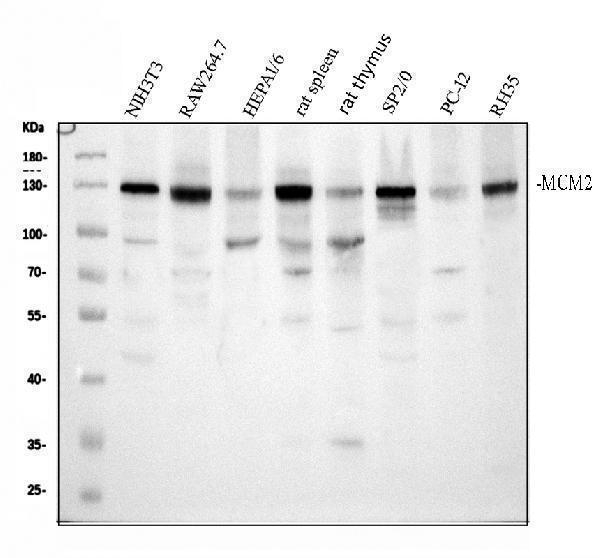 a00374 1 mcm2 primary antibodies wb testing 2