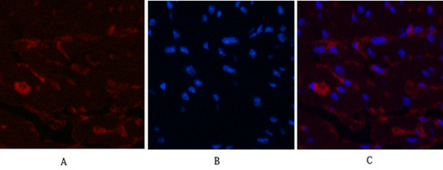 Immunofluorescence analysis of Mouse-heart tissue