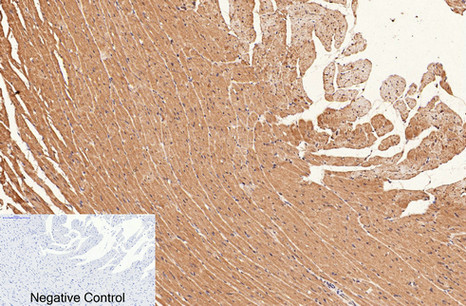 Immunohistochemical analysis of paraffin-embedded Rat-heart tissue
