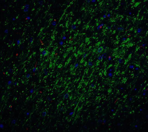 a00379 1 birc5 primary antibodies icc testing 4