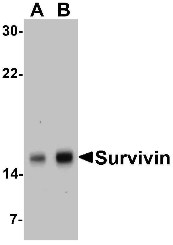 Western Blot Validation in Human MOLT4 Cell Lysate
Loading: 15 μg of lysates per lane