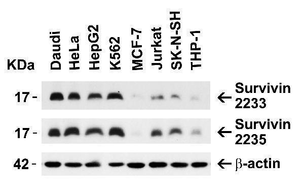 Independent Antibody Validation (IAV) via Protein Expression Profile in Human Cell Lines
Loading: 15 μg of lysates per lane