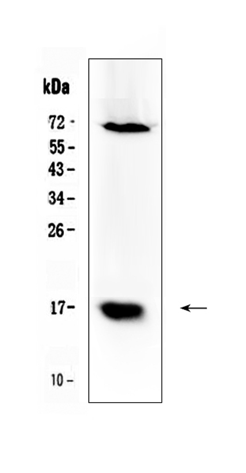 Western blot analysis of Survivin using anti-Survivin antibody (A00379). Electrophoresis was performed on a 5-20% SDS-PAGE gel at 70V (Stacking gel) / 90V (Resolving gel) for 2-3 hours. The sample well of each lane was loaded with 50ug of sample under reducing conditions. Lane 1: 293T whole cell lysates. After Electrophoresis, proteins were transferred to a Nitrocellulose membrane at 150mA for 50-90 minutes. Blocked the membrane with 5% Non-fat Milk/ TBS for 1.5 hour at RT. The membrane was incubated with rabbit anti-Survivin antigen affinity purified polyclonal antibody (Catalog # A00379) at 0.5 μg/mL overnight at 4°C, then washed with TBS-0.1%Tween 3 times with 5 minutes each and probed with a goat anti-rabbit IgG-HRP secondary antibody at a dilution of 1:10000 for 1.5 hour at RT. The signal is developed using an Enhanced Chemiluminescent detection (ECL) kit (Catalog # EK1002) with Tanon 5200 system. A specific band was detected for Survivin at approximately 16KD. The expected band size for Survivin is at 16KD.