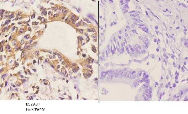 a00382 cdc20 primary antiboties ihc testing 3