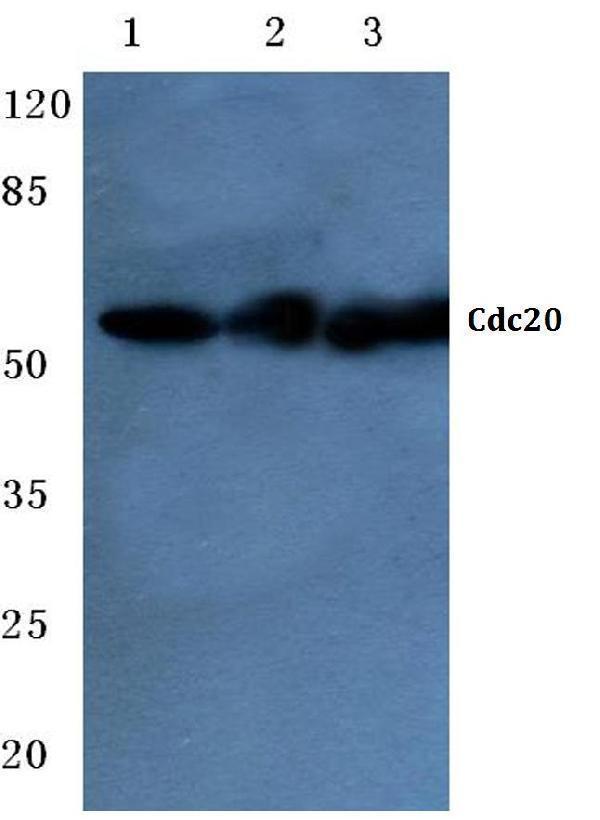 a00382 cdc20 primary antiboties wb testing 1