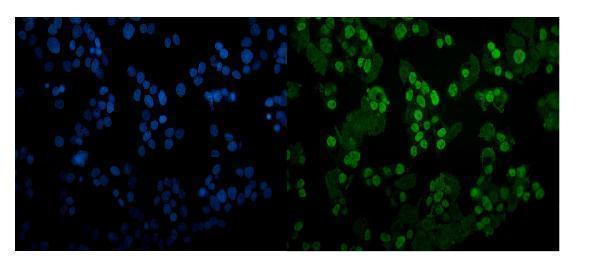 a00386 1 cebp primary antibody if testing 2