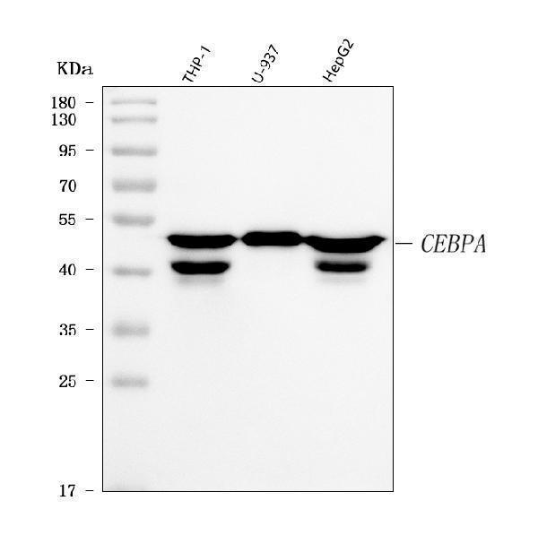 a00386 1 cebp primary antibody wb testing 1