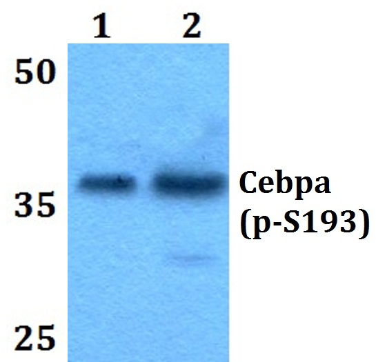 Western blot (WB) analysis of p-C/EBP α (S193) polyclonal antibody at 1:500 dilution
Lane2:Raw264