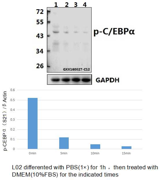 Western blot (WB) analysis of C/EBP α (phospho-S21) polyclonal antibody at 1:500 dilution
Lane1:L02 whole cell lysate
Lane2:L02 treated with PBS(1×PBS,PH7