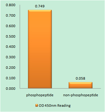 Enzyme-Linked Immunosorbent Assay (Phospho-ELISA) for Immunogen Phosphopeptide (Phospho-left) and Non-Phosphopeptide (Phospho-right), using C/EBP-alpha (Phospho-Thr226) Antibody
