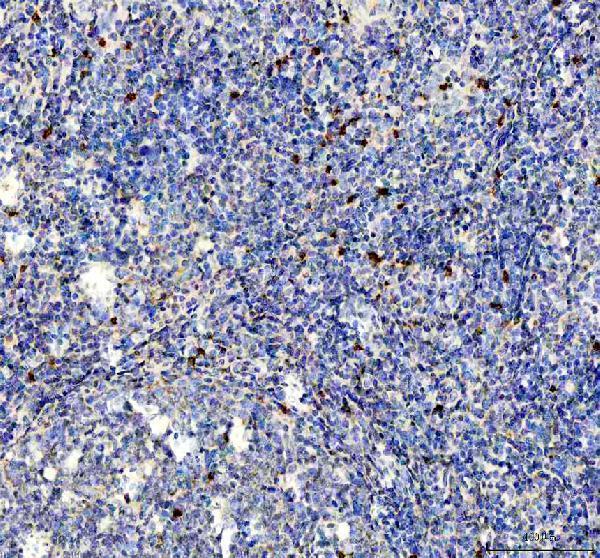 a00387 1 il 2 primary antibodies ihc testing 2