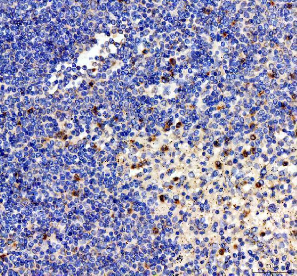a00387 1 il 2 primary antibodies ihc testing 3