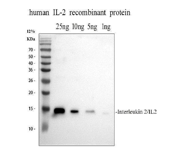 a00387 1 il 2 primary antibodies wb testing 1