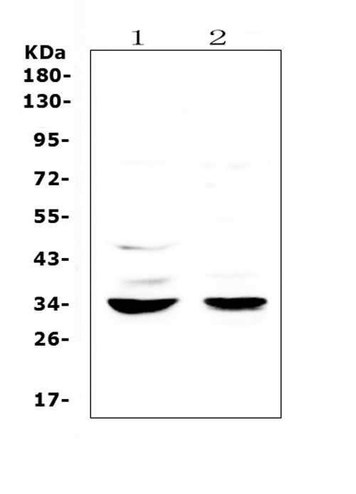  Western blot analysis of ERCC1 using anti-ERCC1 antibody (A00388-2)
