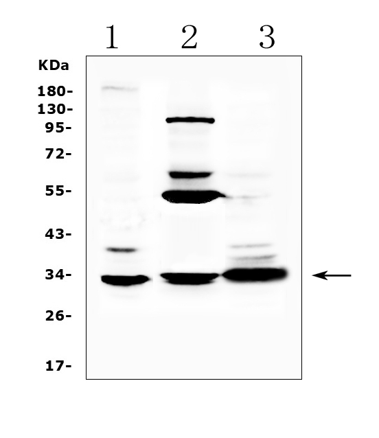 Western blot analysis of ERCC1 using anti-ERCC1 antibody (A00388-2). Electrophoresis was performed on a 5-20% SDS-PAGE gel at 70V (Stacking gel) / 90V (Resolving gel) for 2-3 hours. The sample well of each lane was loaded with 50ug of sample under reducing conditions. Lane 1: human Hela whole cell lysates, Lane 2: human MCF-7 whole cell lysates, Lane 3: human COLO-320 whole cell lysates. After Electrophoresis, proteins were transferred to a Nitrocellulose membrane at 150mA for 50-90 minutes. Blocked the membrane with 5% Non-fat Milk/ TBS for 1.5 hour at RT. The membrane was incubated with rabbit anti-ERCC1 antigen affinity purified polyclonal antibody (Catalog # A00388-2) at 0.5 μg/mL overnight at 4°C, then washed with TBS-0.1%Tween 3 times with 5 minutes each and probed with a goat anti-rabbit IgG-HRP secondary antibody at a dilution of 1:10000 for 1.5 hour at RT. The signal is developed using an Enhanced Chemiluminescent detection (ECL) kit (Catalog # EK1002) with Tanon 5200 system. A specific band was detected for ERCC1 at approximately 33KD. The expected band size for ERCC1 is at 33KD.