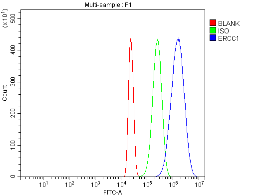  Flow Cytometry analysis of HL-60 cells using anti-ERCC1 antibody (A00388-3)