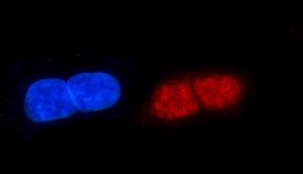  IF analysis of ERCC1 using anti-ERCC1 antibody (A00388-3)