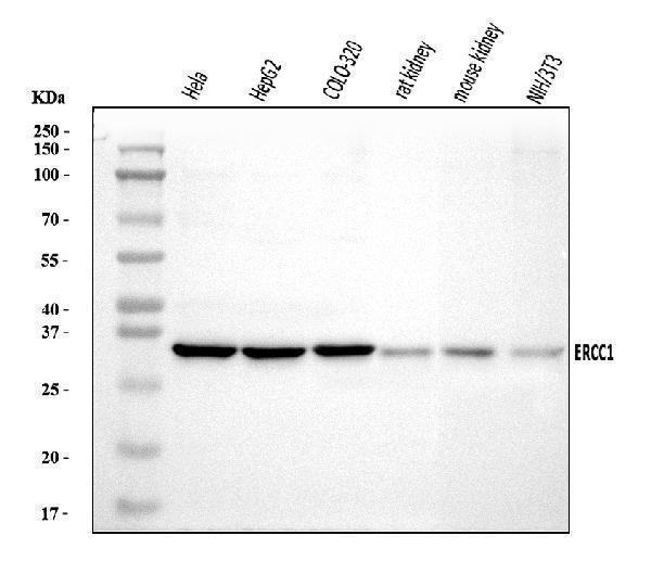  Western blot analysis of ERCC1 using anti-ERCC1 antibody (A00388-3)