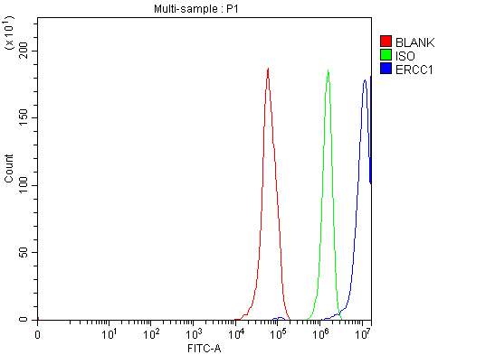  Flow Cytometry analysis of RT4 cells using anti-ERCC1 antibody (A00388-4)
