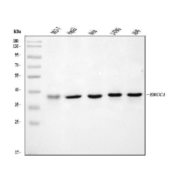  Western blot analysis of ERCC1 using anti-ERCC1 antibody (A00388-4)