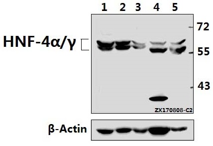 a00389 hnf4a primary antiboties wb testing 1