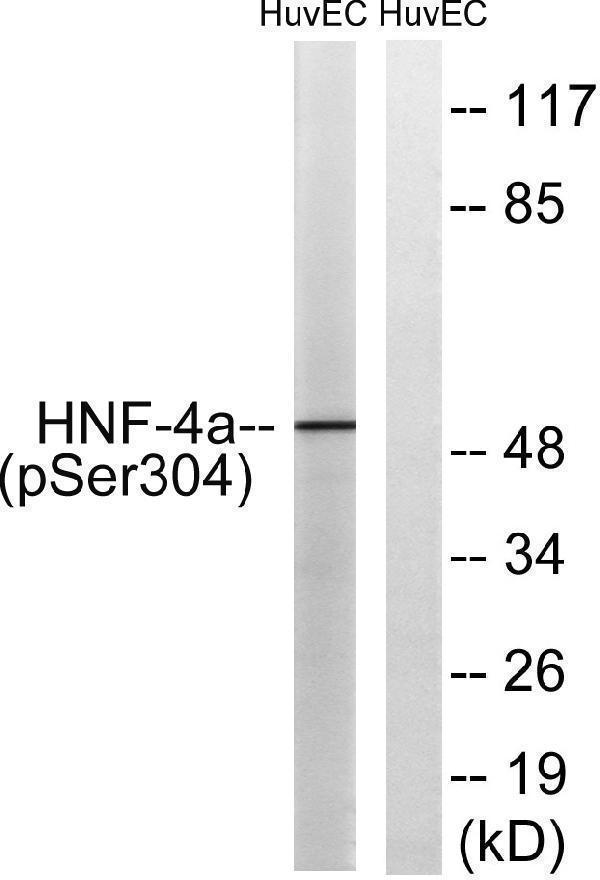 Western blot analysis of lysates from HUVEC cells treated with EGF 200ng/ml 30