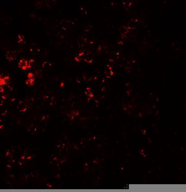 a00390 ccr7 primary antibodies if testing 3