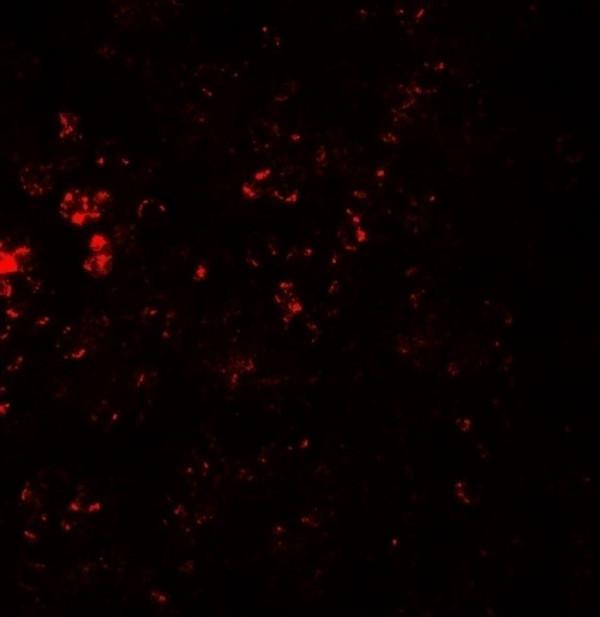 a00390 ccr7 primary antibodies if testing 3_1