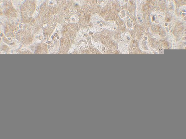 a00390 ccr7 primary antibodies ihc testing 2