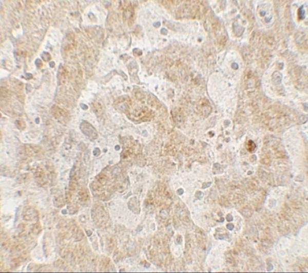 a00390 ccr7 primary antibodies ihc testing 2_1