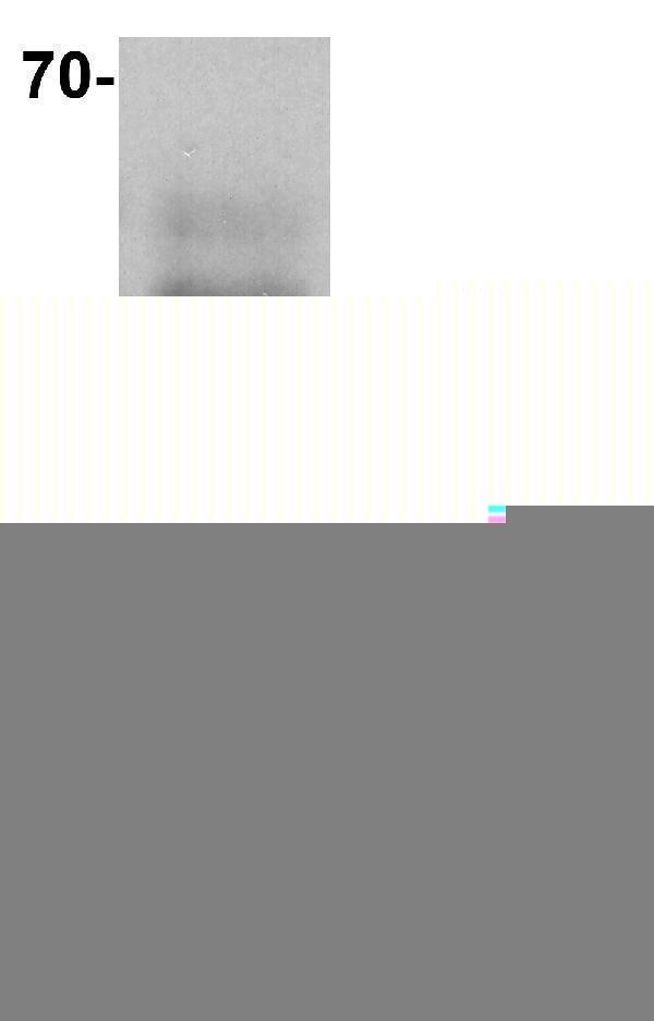 a00390 ccr7 primary antibodies wb testing 1