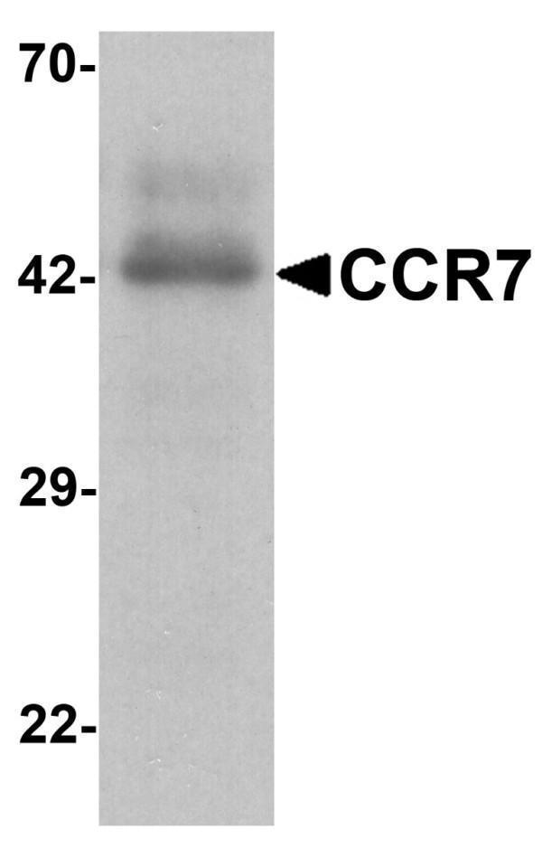a00390 ccr7 primary antibodies wb testing 1_1