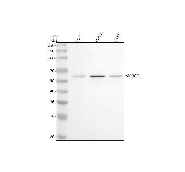  Western blot analysis of MARCO using anti-MARCO antibody (A00391-3)