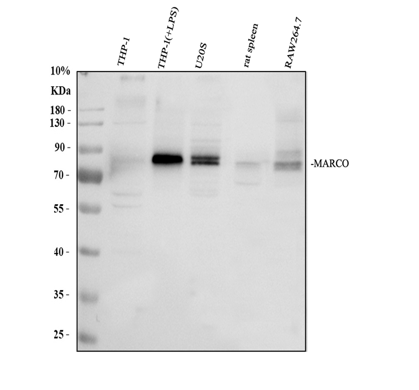 a00391 3 marco primary antibodies wb testing 1_1