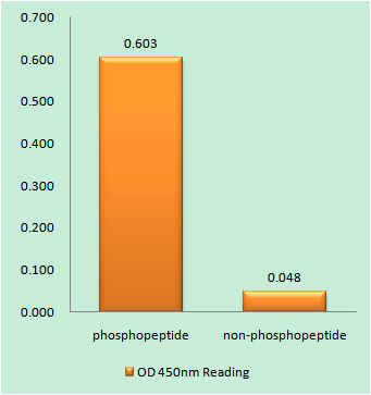 Enzyme-Linked Immunosorbent Assay (Phospho-ELISA) for Immunogen Phosphopeptide (Phospho-left) and Non-Phosphopeptide (Phospho-right), using Retinoic Acid Receptor alpha (Phospho-Ser77) Antibody