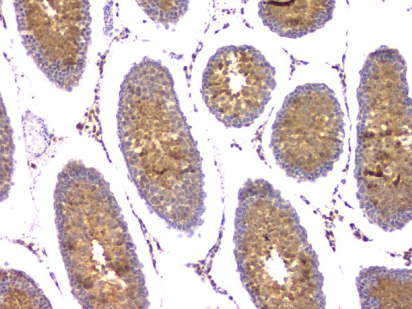 IHC analysis of IFNG using anti-IFNG antibody (A00393-3). IFNG was detected in paraffin-embedded section of rat testis tissue. Heat mediated antigen retrieval was performed in citrate buffer (pH6, epitope retrieval solution) for 20 mins. The tissue section was blocked with 10% goat serum. The tissue section was then incubated with 1μg/ml rabbit anti-IFNG Antibody (A00393-3) overnight at 4°C. Biotinylated goat anti-rabbit IgG was used as secondary antibody and incubated for 30 minutes at 37°C. The tissue section was developed using Strepavidin-Biotin-Complex (SABC)(Catalog # SA1022) with DAB as the chromogen.