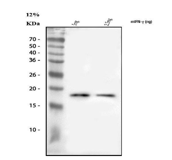  Western blot analysis of IFN Gamma/Ifng using anti-IFN Gamma/Ifng antibody (A00393-4)