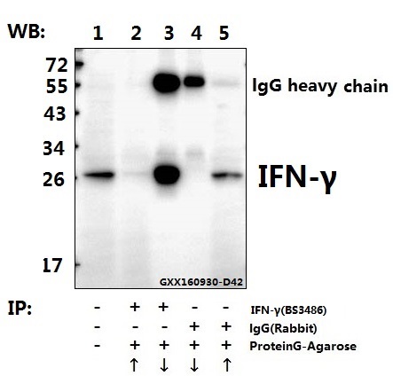 Immunoprecipitation of the Spleen tissue lysate of Rat using  IFN-γ (Q69) pAb (Sepharose Bead Conjugate) #BD0047(lane 2 and lane 3) and Nonspecific IgG  Control (Sepharose Bead Conjugate)#BD0047 (lane 4 and lane 5) 