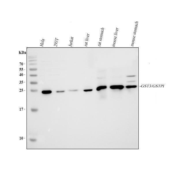 a00394 1 gst3 primary antibodies wb testing 1_1