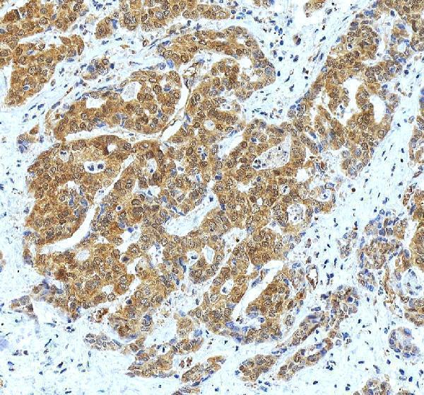 a00394 1 gstp1 primary antibodies ihc testing 4